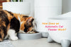 How Does an Automatic Cat Feeder Work?