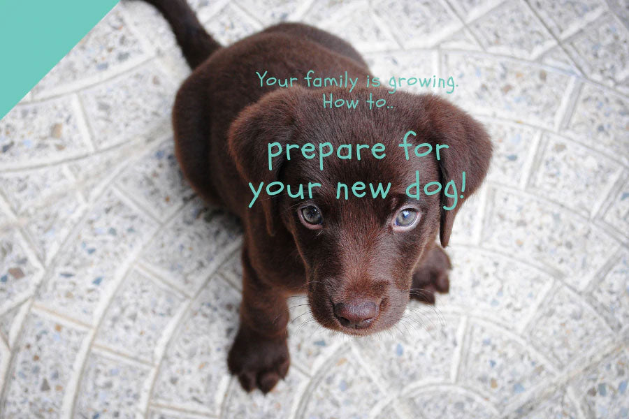 PREPARING FOR YOUR NEW DOG