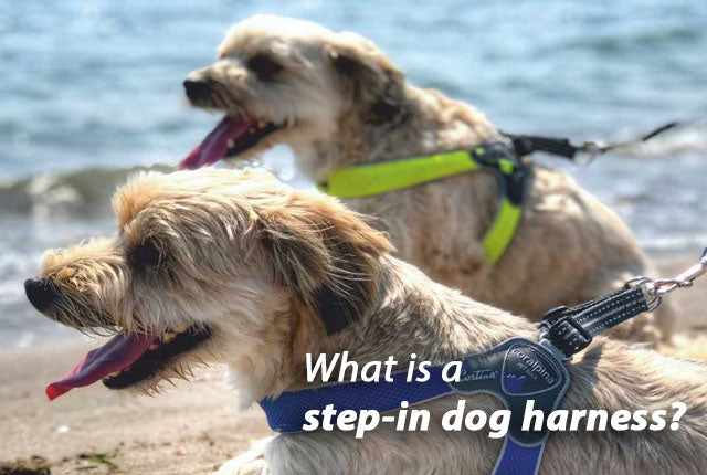 The Safety Benefits of Step in Dog Harnesses Quick Guide Modern Pets