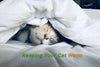 Keeping Your Cat Warm During Colder Months