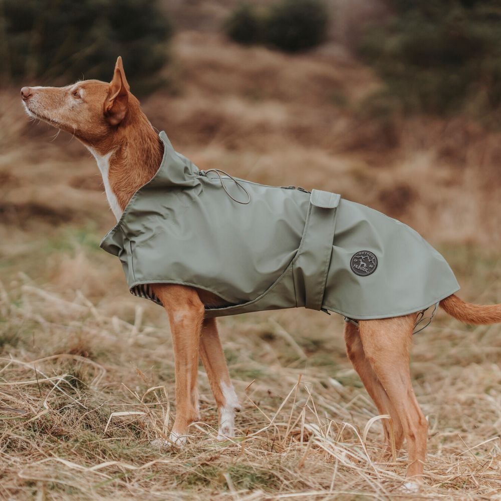 Dog raincoat for use best sale with harness