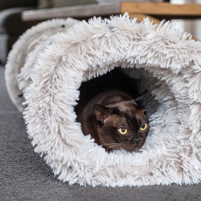 Cat Tunnel, Aspen