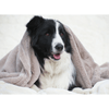 🎁 T&S Puppy Mink Dog Blanket (100% off)