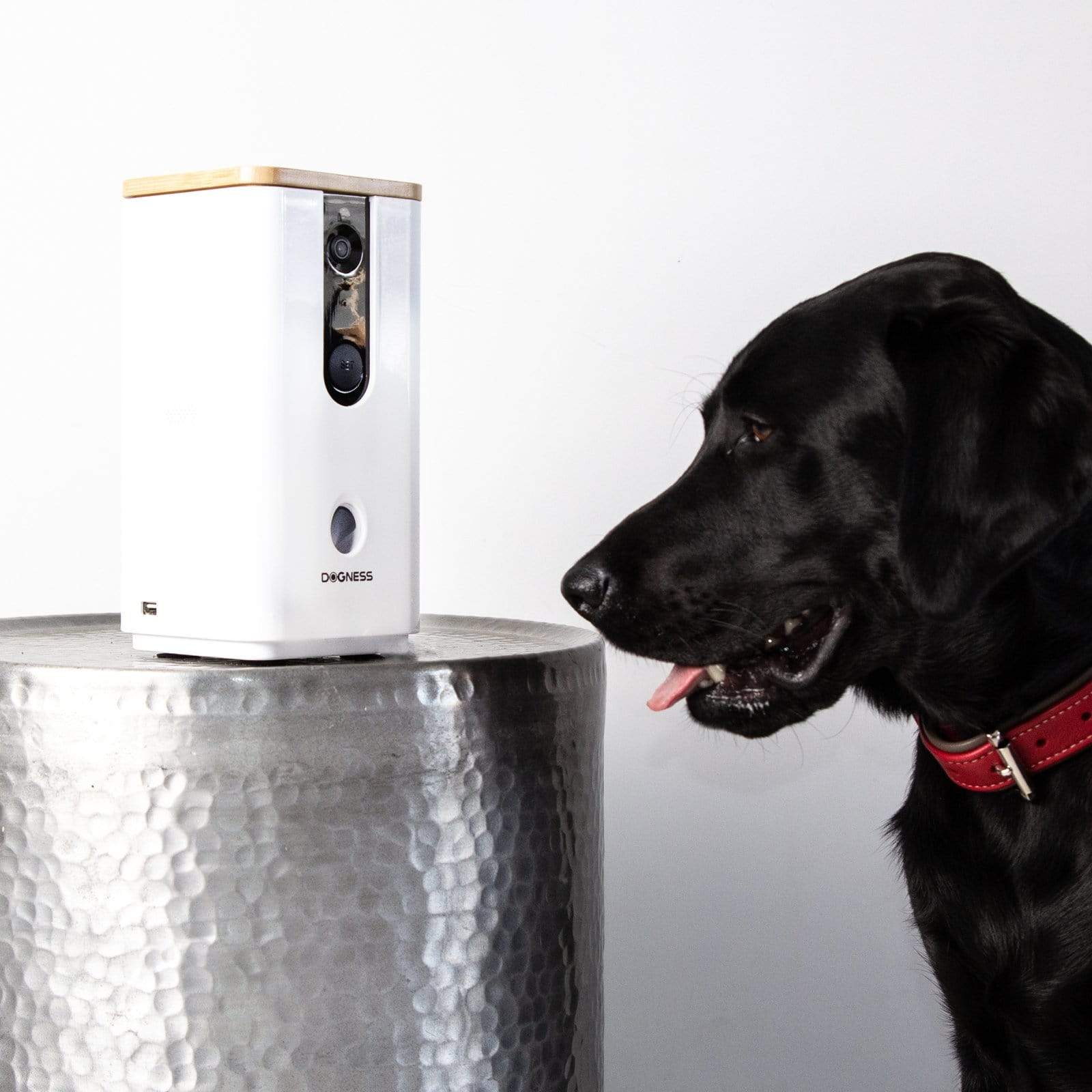 electronic pet treat dispenser