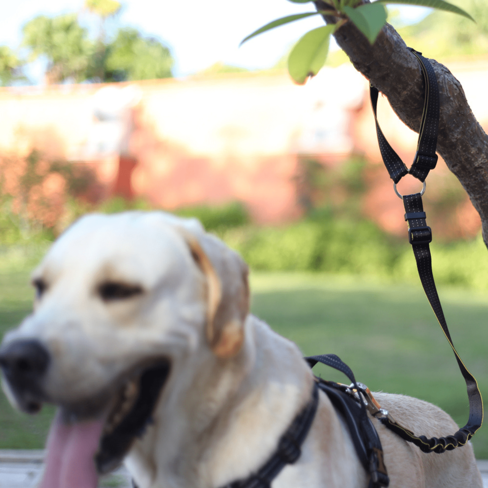 Dog seat belt with clearance harness