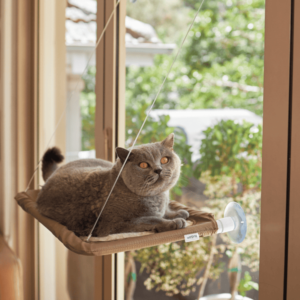 Cat bed attached to window best sale