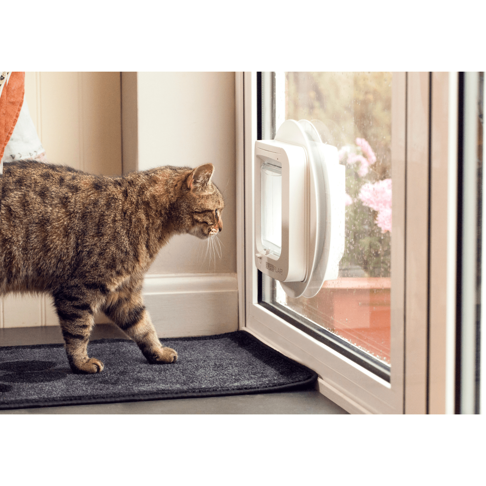 Microchip cat shop door for window