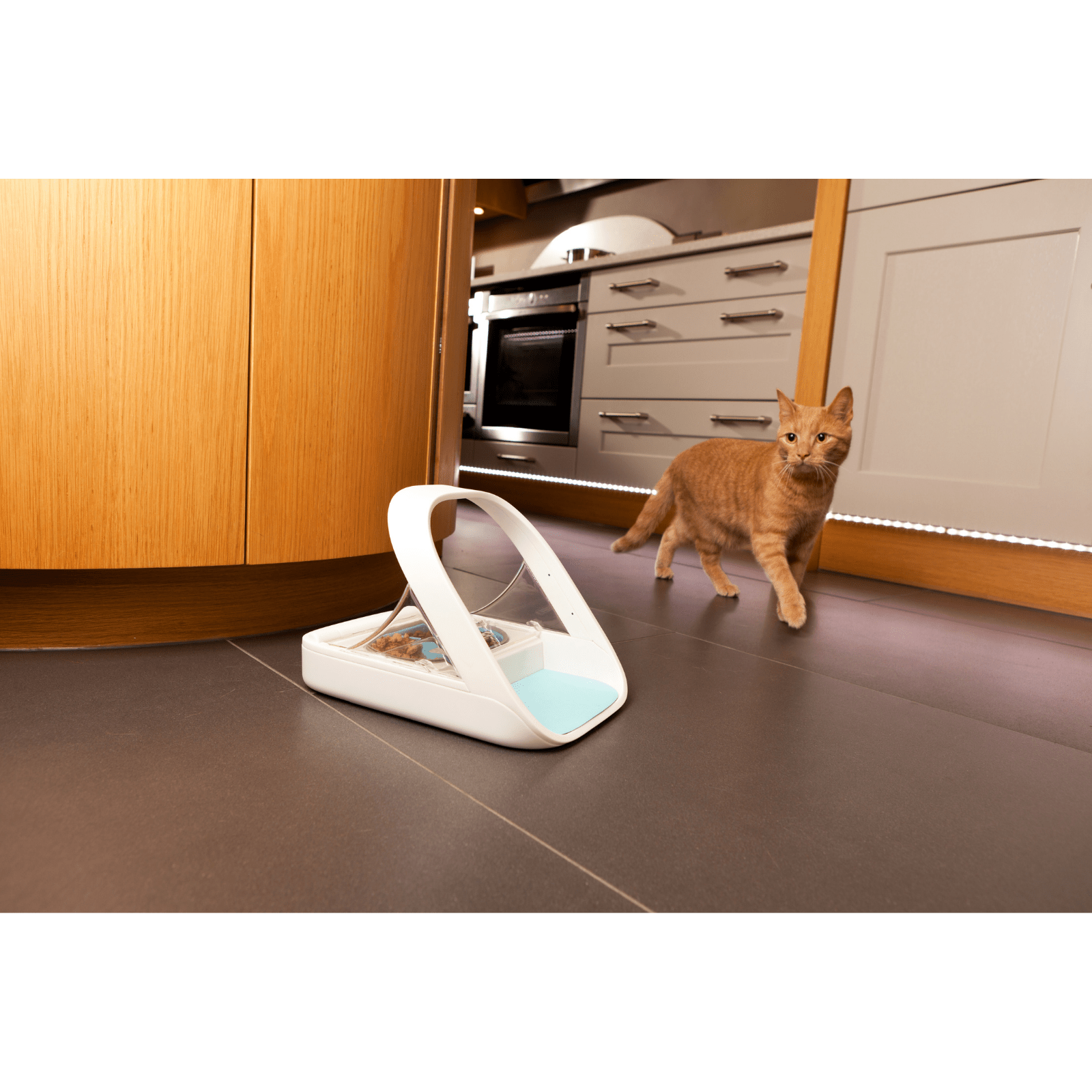 Microchip cat hot sale feeder australia