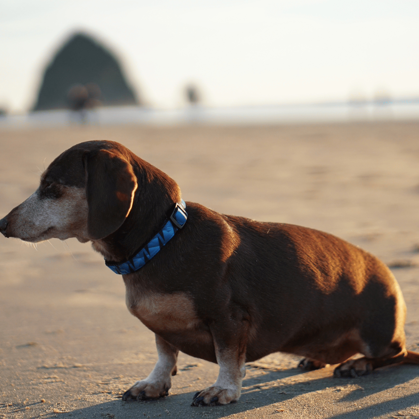 Woof sales dog collar